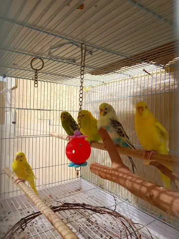 Budgies for adoption