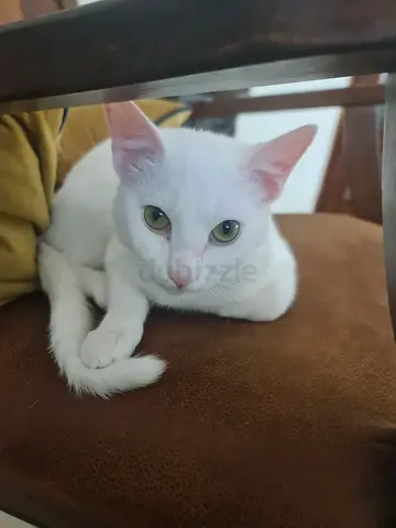 Cat for adoption need for new home