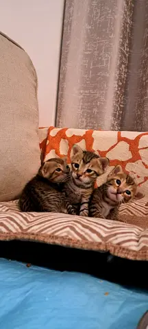 2 Beautiful Rescue Kittens Need Loving Homes | Free + Vaccination Support 💙