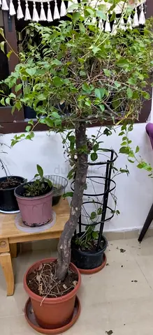 bouganvilla 4 colour fusion. 4 feet-100 dhs