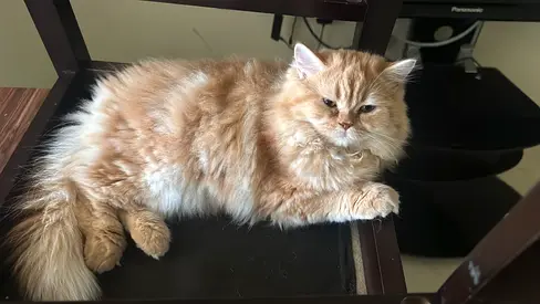 Fluffy Ginger Persian Cat Looking for a New Home