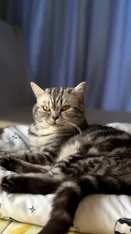 Beautiful cat looking for new home free 8 months her name is juju