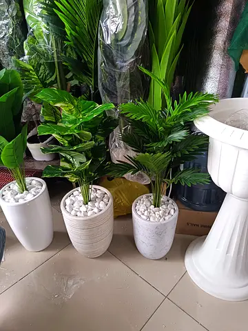 Set of Decorative Indoor Plants