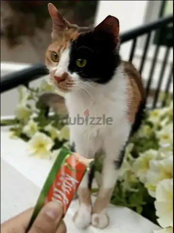 Pudding - The Diva Cat Who Survived Against All Odds and Is Ready for Her Forever Home!