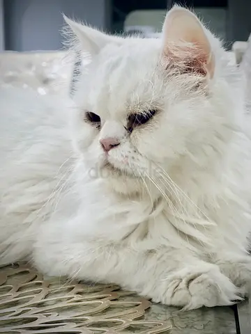 Persian breed White Long-Haired Cat Looking for a New Home