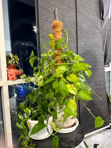 Money plant - Indoor Potted Plant