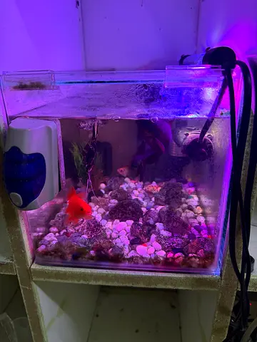 Small aquarium setup with fish, filter and accessories