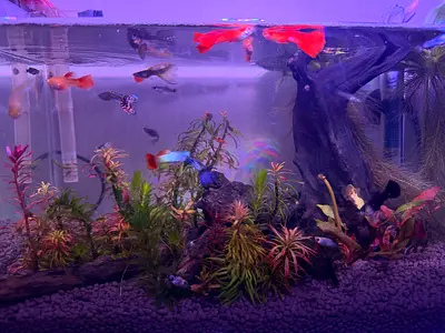 Planted freshwater aquarium setup with guppies and live plants and filter + heater