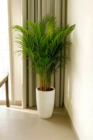 Areca Palm Indoor Plant – Air Purifier 150cm