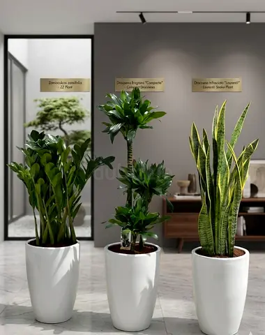 Snake Plant, ZZ Plant, and Dracaena Massangeana Indoor Plant Set combo set