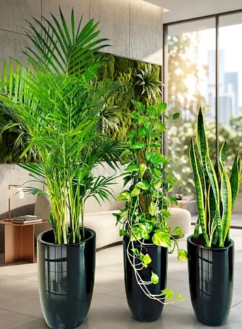 Areca Palm, Money Tree, Snake Plant Combo, Stylish Indoor/Outdoor Pots with Soil UAE Delivery