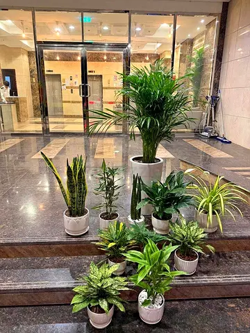 10 Indoor Air Purifying Plants Set in Pots – Home  Office Decor UAE