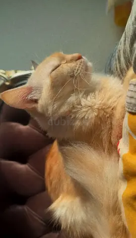 2yr Vaccinated Female cat for Free adoption