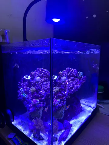 Beautiful Coral Reef Aquarium for Sale (Fish tank and Fishes)