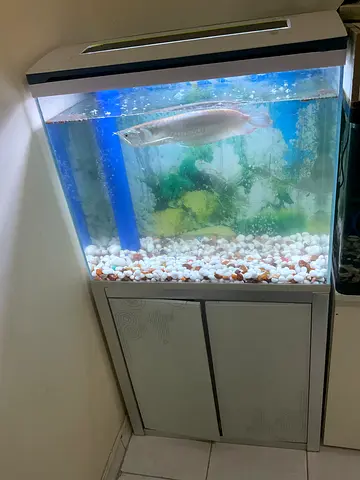 Arwona with Aquarium