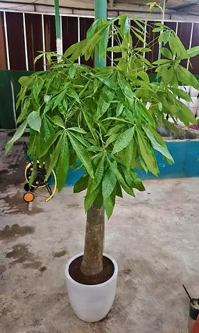 Money Tree (Pachira Aquatica) – Indoor Air-Purifying Plant