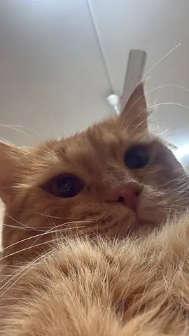 FREE MALE And FEMALE CAT FOR ADOPTION