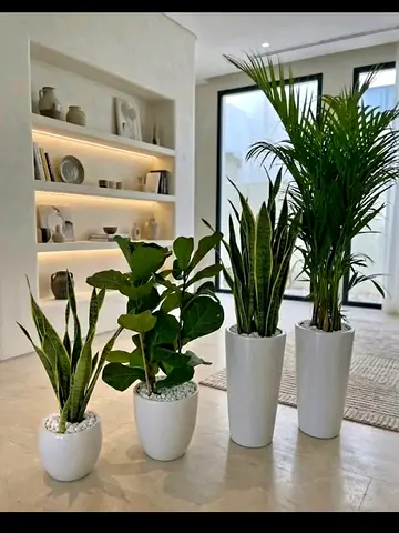 Elegant Indoor Potted Plants for a Fresh Ambiance