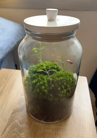 Moss Terrarium in Glass Jar - Indoor Plant Decor