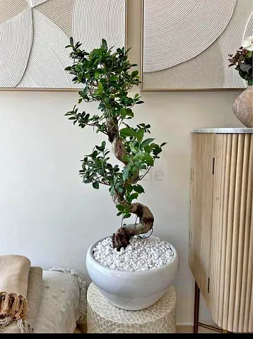 Ficus Bonsai Tree – Indoor Decorative Plant in Ceramic Pot