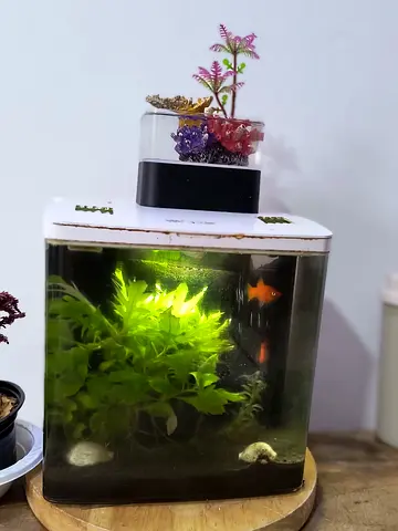 Decorative Fish Tank with Plants