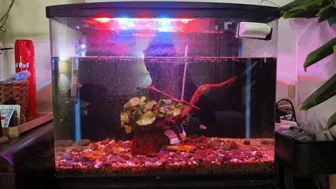 Small home aquarium with LED light, gravel and driftwood