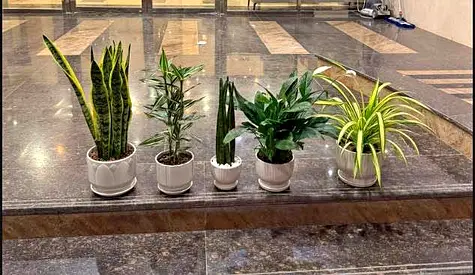 5 Indoor Air Purifier Plants Set | Ready Potted | Home Office Decor