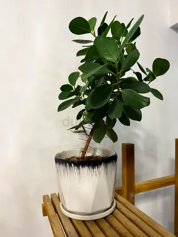 Healthy potted indoor plant with ceramic pot
