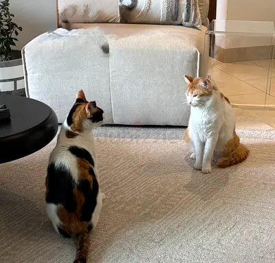 Indoor cats for adoption