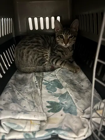 Tabby cat available for free adoption