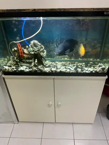 Large Fish Aquarium with Oscar and Severum