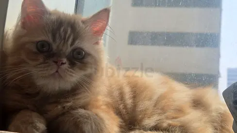 Persian  male kitten 8 momth old