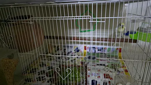 Budgie pair for Adoption