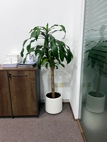 Indoor Potted Plant with White Planter