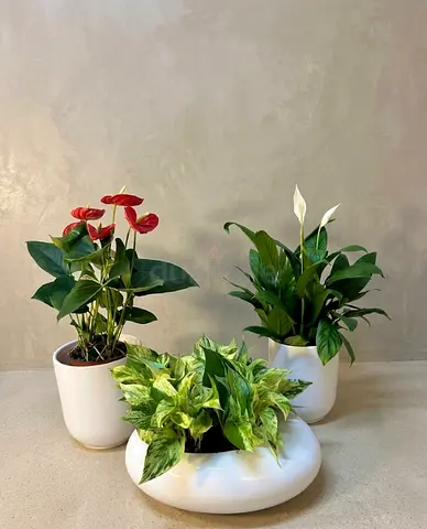 Anthurium Red, Peace Lily Philodendron in Premium Pots, Indoor Plants Set