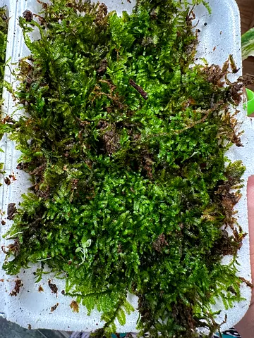 Live moss available. AED35/-. Pickup near Burjuman