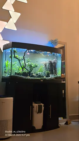 Planted Aquarium