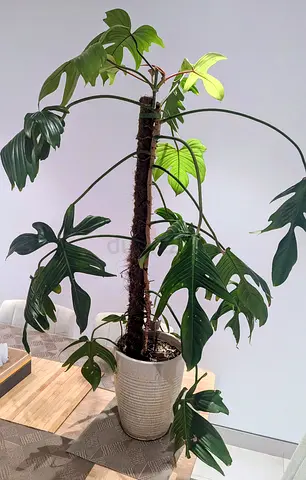 Philodendron Florida green(large)