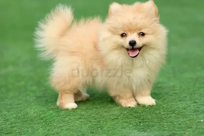 Pomeranian Puppy looking for lovely friend