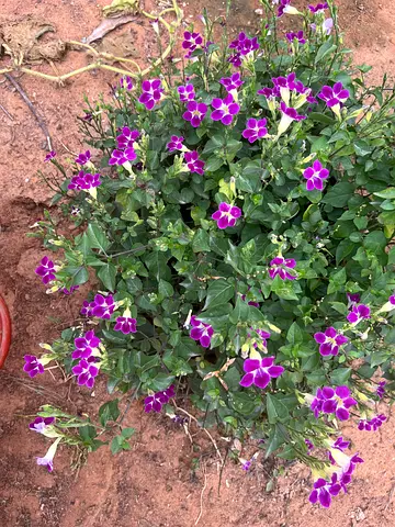 Healthy purple flowering garden plant (potted)