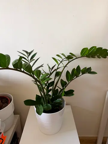 3 Potted plants money tree