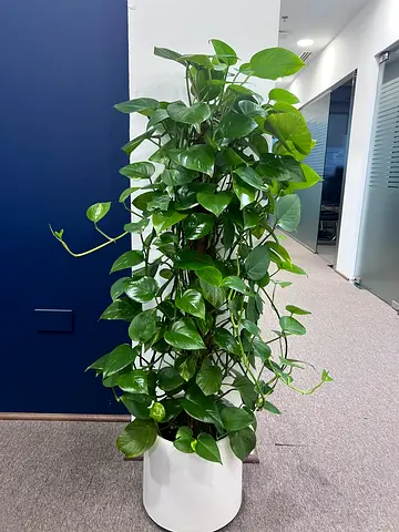 Tall healthy pothos (Devils Ivy) in white planter - indoor climbing plant