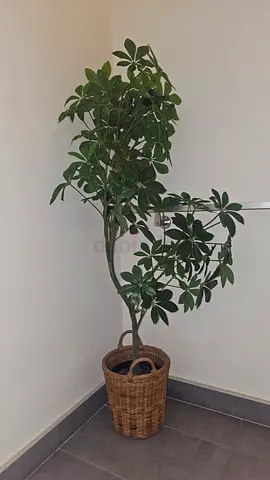 My Schefflera (umbrella) artificial indoor plant in woven basket - healthy and ready to pick up