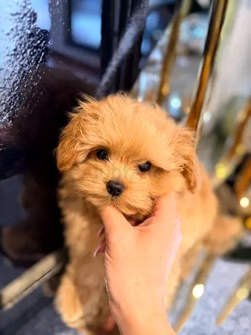 Rare Pomeranian/Poodle Puppy - Female (Only one remaining)