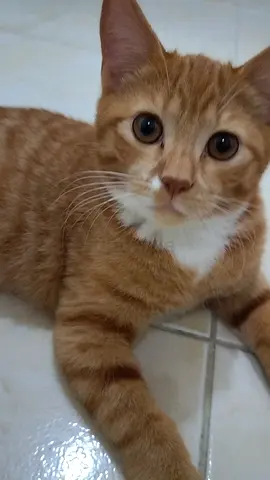 Ginger cat looking for loving Home.