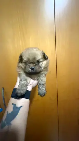 Cute Brown Puppy for Adoption