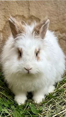 Fluffy White Rabbit Looking for a Loving Home for adoption