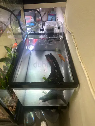 small aquarium with beta