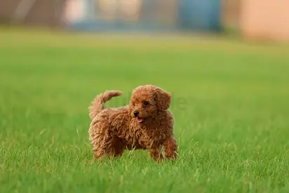 Poodle puppy looking for a loving family