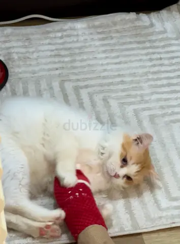 Cute Playful Cat pet